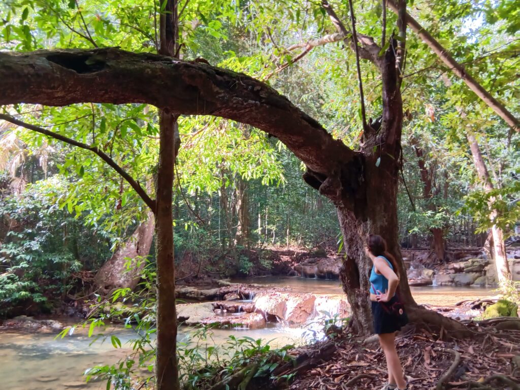 rainforest travel rainforest